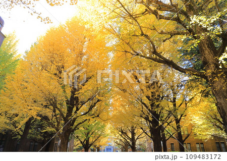 東京大学のイチョウ並木 109483172
