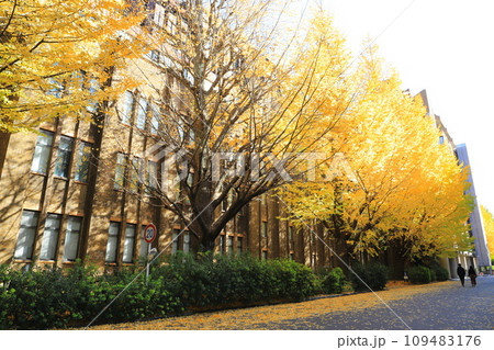 東京大学のイチョウ並木 東京大学のイチョウ並木 109483176