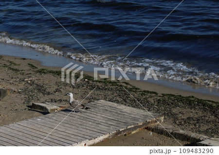Lone bird on the beach walking 109483290