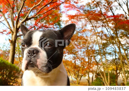 毛呂山町総合公園の美しい紅葉の下で可愛く見つめるボストンテリアのマイティ君♡ 毛呂山町総合公園の美しい紅葉の下で可愛く見つめるボストンテリアのマイティ君♡ 109483837