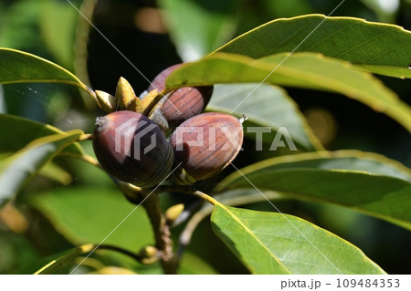 アラカシの実 109484353