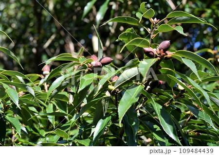 アラカシの実 109484439