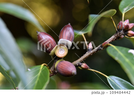 アラカシの実 109484442