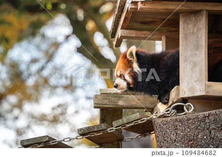 レッサーパンダ 小熊猫 アカパンダ 109484682