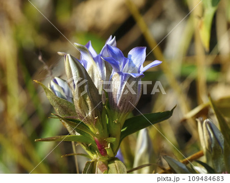 秋の花リンドウ 秋の花リンドウ 109484683