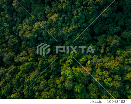 Aerial top view of green trees in forest. Drone view of dense green tree captures CO2. Green tree nature background for carbon neutrality and net zero emissions concept. Sustainable green environment. Aerial top view of green trees in forest. Drone view of dense green tree captures CO2. Green tree nature background for carbon neutrality and net zero emissions concept. Sustainable green environment. 109484824