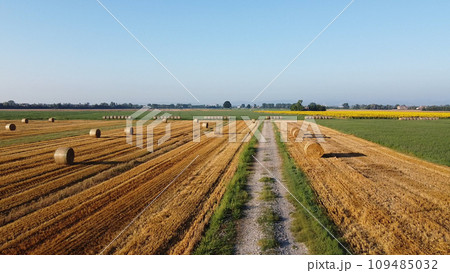 field of sunflower cultivation drone photo 109485032