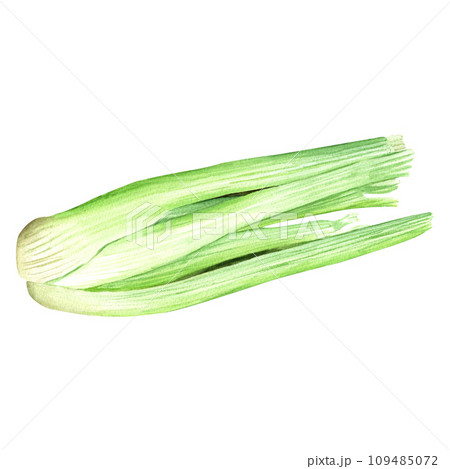 An aromatic vegetable celery. Hand drawn botanical watercolor illustration isolated on white background. For clip art, menu, package, label 109485072