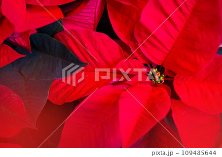 クリスマスの花 ポインセチア クリスマスの花 ポインセチア 109485644