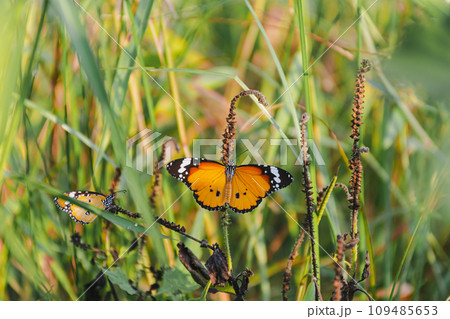 Vibrant Butterfly Wings in Nature's Garden: Delicate Fluttering Insect Captured in Detailed Close-up Vibrant Butterfly Wings in Nature's Garden: Delicate Fluttering Insect Captured in Detailed Close-up 109485653