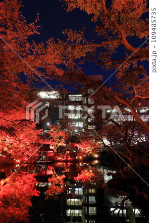 八芳園の秋 ライトアップ 八芳園の秋 ライトアップ 109485735