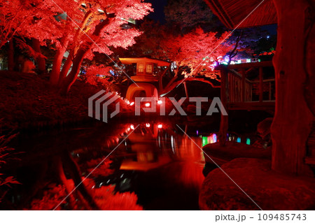 八芳園の秋　ライトアップ 109485743