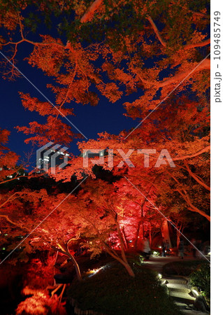 八芳園の秋　ライトアップ 109485749