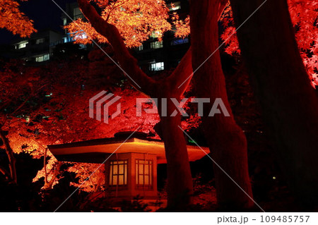 八芳園の秋 ライトアップ 八芳園の秋 ライトアップ 109485757