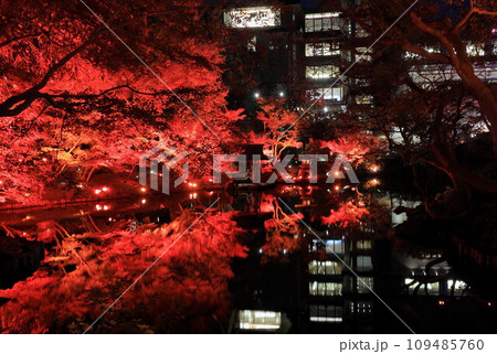 八芳園の秋　ライトアップ 109485760