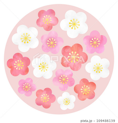 ピンクの梅の花（円形） 109486139