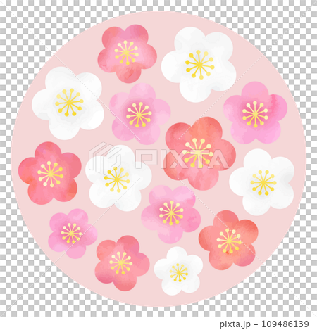 ピンクの梅の花（円形） 109486139