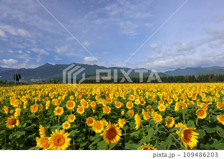 北海道空知郡中富良野町　学田駅近くの田園地帯に富良野西岳などの山々をバックに広がる秋のひまわり畑 109486203