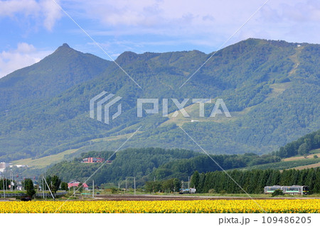 北海道空知郡中富良野町 学田駅近くの田園地帯に富良野西岳などの山々をバックに広がる秋のひまわり畑 北海道空知郡中富良野町 学田駅近くの田園地帯に富良野西岳などの山々をバックに広がる秋のひまわり畑 109486205