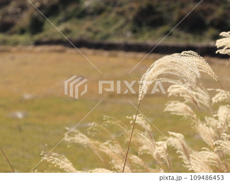 田舎のススキ 田舎のススキ 109486453