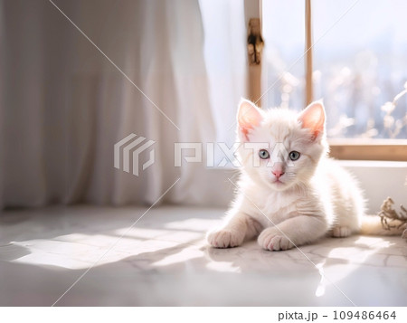 部屋の窓辺の近くで伏せをする白い猫 109486464