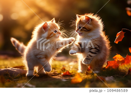 秋の終わりに外でじゃれあう子猫の兄弟 秋の終わりに外でじゃれあう子猫の兄弟 109486589