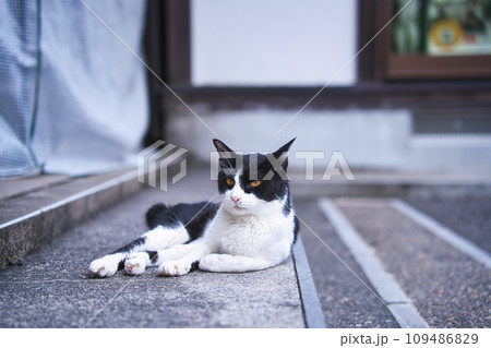 見つめる猫 見つめる猫 109486829