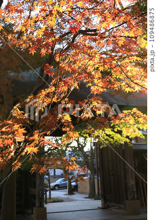 世田谷区 秋の九品仏浄真寺の紅葉 世田谷区 秋の九品仏浄真寺の紅葉 109486875