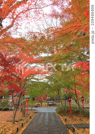 世田谷区　秋の九品仏浄真寺の紅葉　 109486906