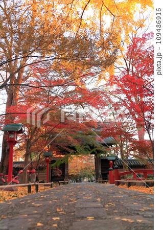世田谷区　秋の九品仏浄真寺の紅葉　 109486916