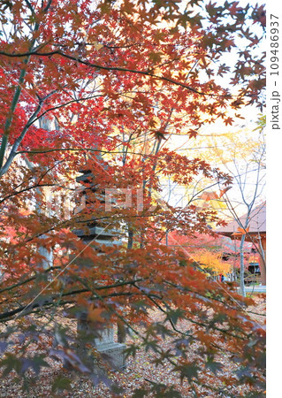 世田谷区 秋の九品仏浄真寺の紅葉 世田谷区 秋の九品仏浄真寺の紅葉 109486937