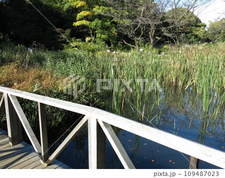 東京都港区白金台の自然教育園にある水生植物園（秋） 109487023