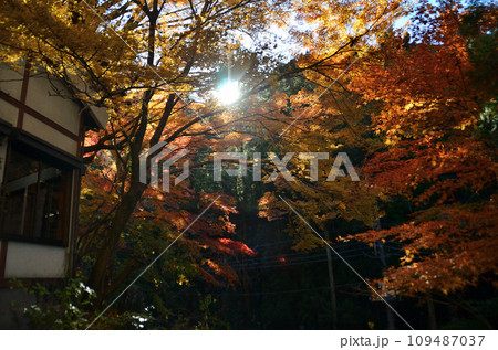 埼玉県秩父市影森の札所28番石龍山　色付く晩秋の橋立堂 109487037