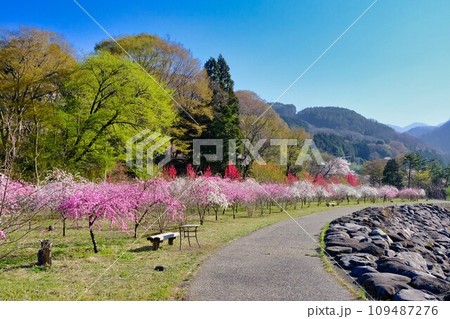 里山に咲く花桃 109487276