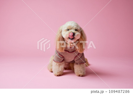 トイプードルのスタジオポートレート トイプードルのスタジオポートレート 109487286