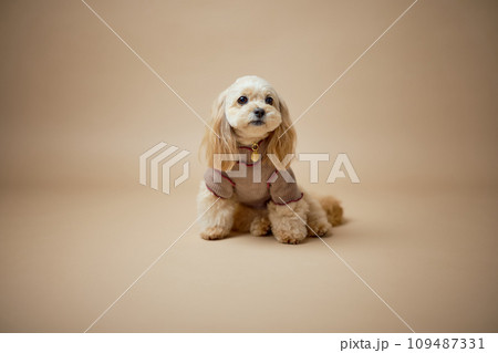 トイプードルのスタジオポートレート 109487331