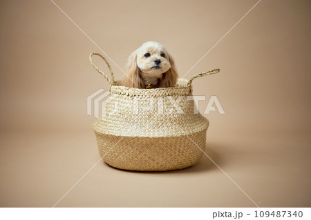 トイプードルのスタジオポートレート 109487340