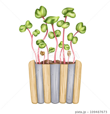 Young green sprouting radish shoots. A plant for home potting and backyard gardening. Organic microgreens for healthy eating, natural dishes, green salads. Hand-drawn isolated illustration Young green sprouting radish shoots. A plant for home potting and backyard gardening. Organic microgreens for healthy eating, natural dishes, green salads. Hand-drawn isolated illustration 109487673