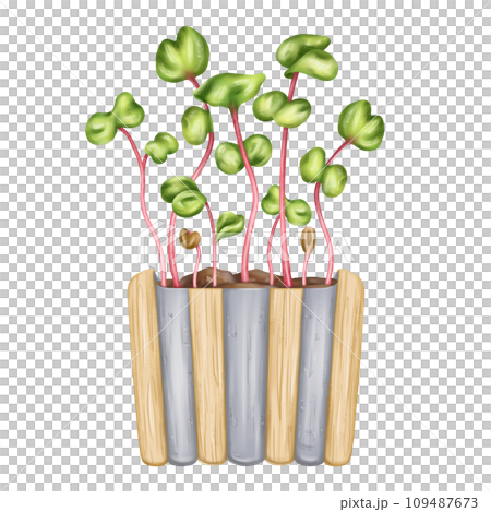 Young green sprouting radish shoots. A plant for home potting and backyard gardening. Organic microgreens for healthy eating, natural dishes, green salads. Hand-drawn isolated illustration Young green sprouting radish shoots. A plant for home potting and backyard gardening. Organic microgreens for healthy eating, natural dishes, green salads. Hand-drawn isolated illustration 109487673
