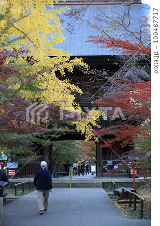 東京都世田谷区　秋の九品仏浄真寺の紅葉　 109487717