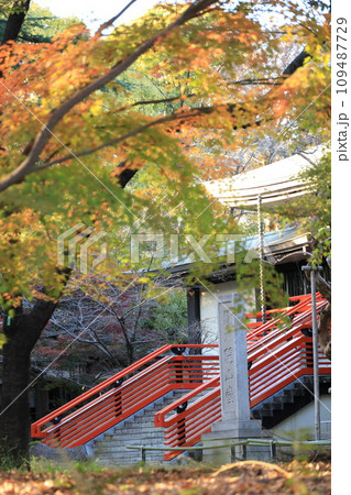 東京都世田谷区　秋の九品仏浄真寺の紅葉　 109487729