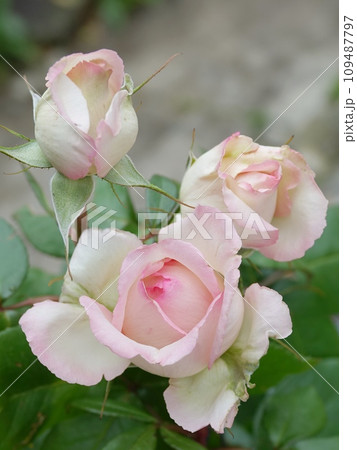 薔薇 薔薇 109487797