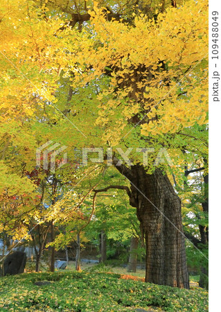 世田谷区　秋の九品仏浄真寺の紅葉　九品仏のイチョウ 109488049