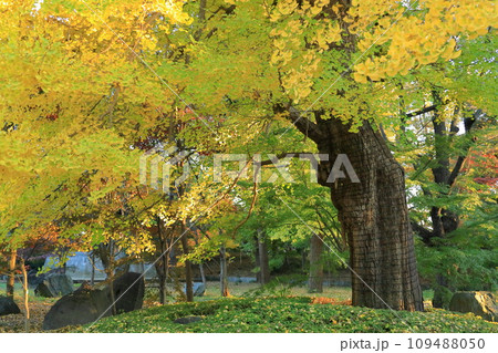 世田谷区 秋の九品仏浄真寺の紅葉 九品仏のイチョウ 世田谷区 秋の九品仏浄真寺の紅葉 九品仏のイチョウ 109488050