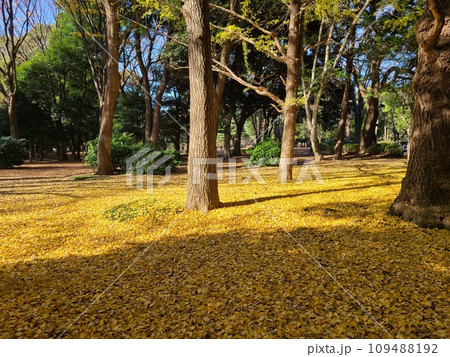 代々木公園 109488192