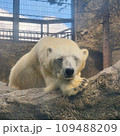 動物園でぐったりするシロクマ 109488209