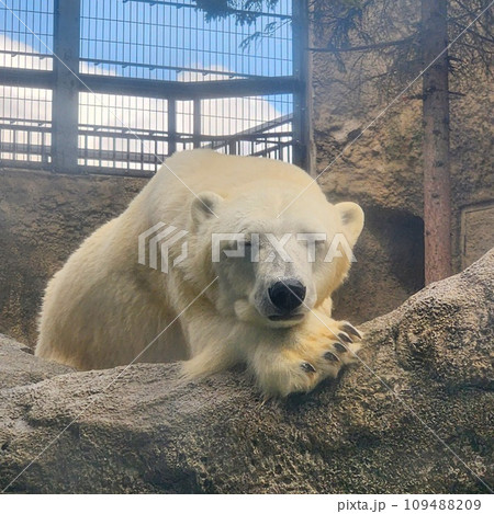 動物園でぐったりするシロクマ 109488209