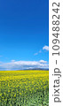 よく晴れた空の見渡す限りの菜の花畑 109488242
