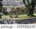 桜降る公園のベンチ 109488249