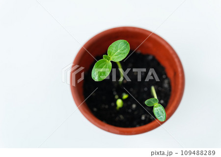 This is a photo of a small plant in a terracotta pot with two leaves on a white background. This is a photo of a small plant in a terracotta pot with two leaves on a white background. 109488289